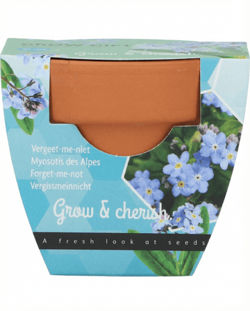 Semi di nontiscordardimé (Myosotis alpestris) – kit di coltivazione