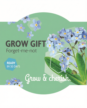 Myosotis alpestris – nontiscordardimé coltivato da seme