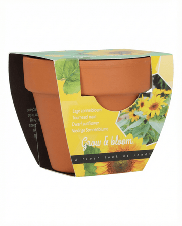 Semi Dwarf Sunflower Gift Terracotta Pot (Helianthus annuus) – kit di coltivazione