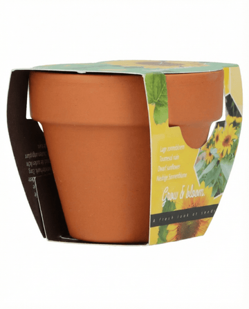 Helianthus annuus – Girasole nano da regalo in vaso di terracotta coltivato da seme