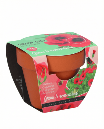 Semi di papavero in vaso di terracotta – kit di coltivazione annuale da SeedsChoice
