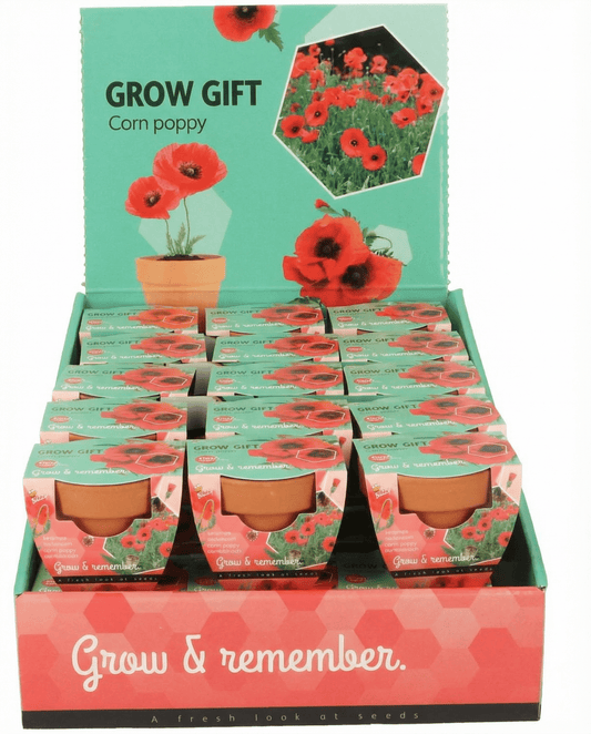 Papavero in vaso di terracotta (Papaver rhoeas) – kit di coltivazione annuale da SeedsChoice