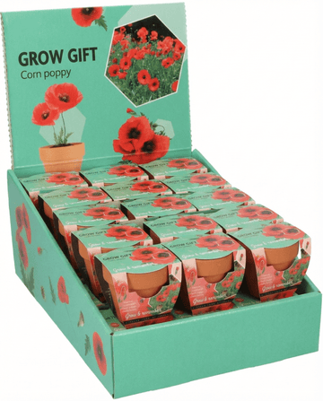 Papaver rhoeas – Papavero selvatico in vaso di terracotta coltivato da seme