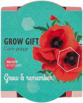 Semi di papavero Papaver rhoeas fiore annuale kit vaso terracotta