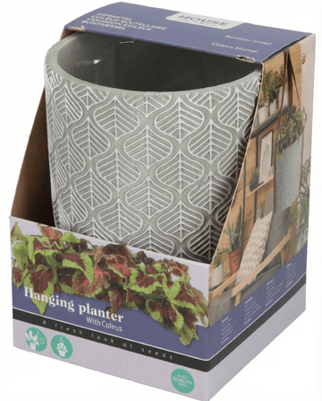 Coleus blumei – Hanging Planter grown from seed