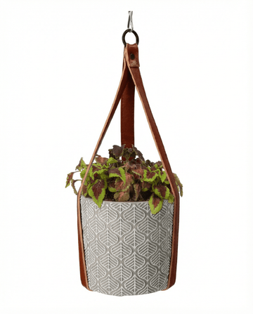 Hanging Planter seeds – grow kit from SeedsChoice
