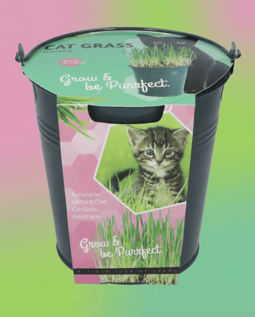 Erba per gatti orzo secchio (Hordeum vulgare) – semi con kit di coltivazione da SeedsChoice