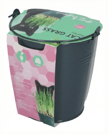 Hordeum vulgare – orzo erba per gatti coltivato da seme in vaso