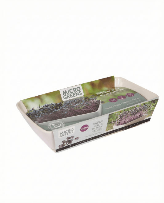 Microgreens di ravanello Daikon (Raphanus sativus) – kit di coltivazione con semi da SeedsChoice