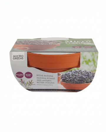 Semi microgreens di mizuna rossa Terracotta Vegetables (Brassica japonica) – kit di coltivazione