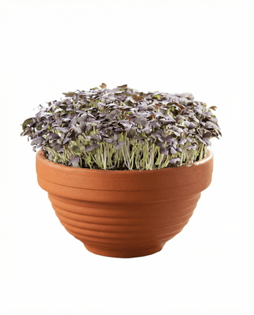Brassica japonica – Microgreens di Red Mizuna in vaso di terracotta coltivati da seme