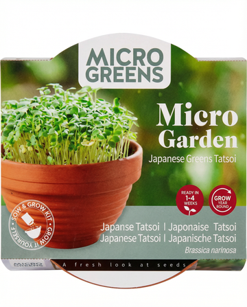 Brassica narinosa – Microgreens di Tatsoi in ciotola di terracotta coltivati da seme