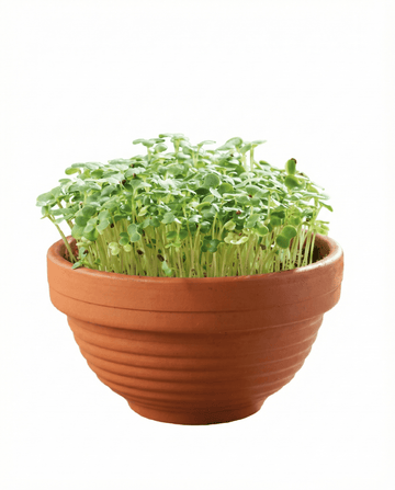 Semi per microgreens di Tatsoi in ciotola terracotta – kit di coltivazione di SeedsChoice