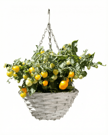 Semi di pomodorino ciliegia nano Gourmandise Yellow per cestini pensili (Solanum lycopersicum) – ortaggio