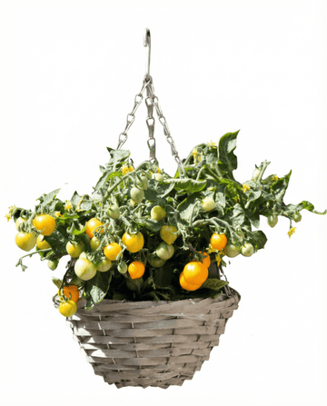 Solanum lycopersicum – pomodorino nano da appendere Gourmandise Yellow coltivato da seme