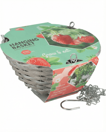 Fragaria × ananassa – fragola da cesto pensile Temptation coltivata da seme