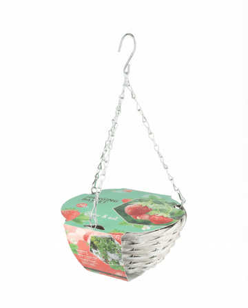 Semi di fragola da cesto pensile Temptation – kit di coltivazione di SeedsChoice