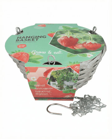 Fragola da cesto pensile Temptation (Fragaria × ananassa) – kit di coltivazione con semi di SeedsChoice
