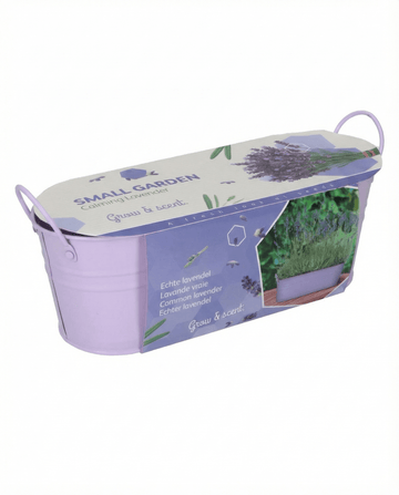 Lavanda (Lavandula angustifolia) – semi kit di coltivazione per pianta erbacea perenne di SeedsChoice