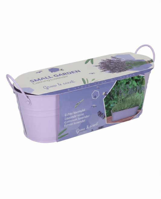 Lavanda (Lavandula angustifolia) – semi kit di coltivazione per pianta erbacea perenne di SeedsChoice