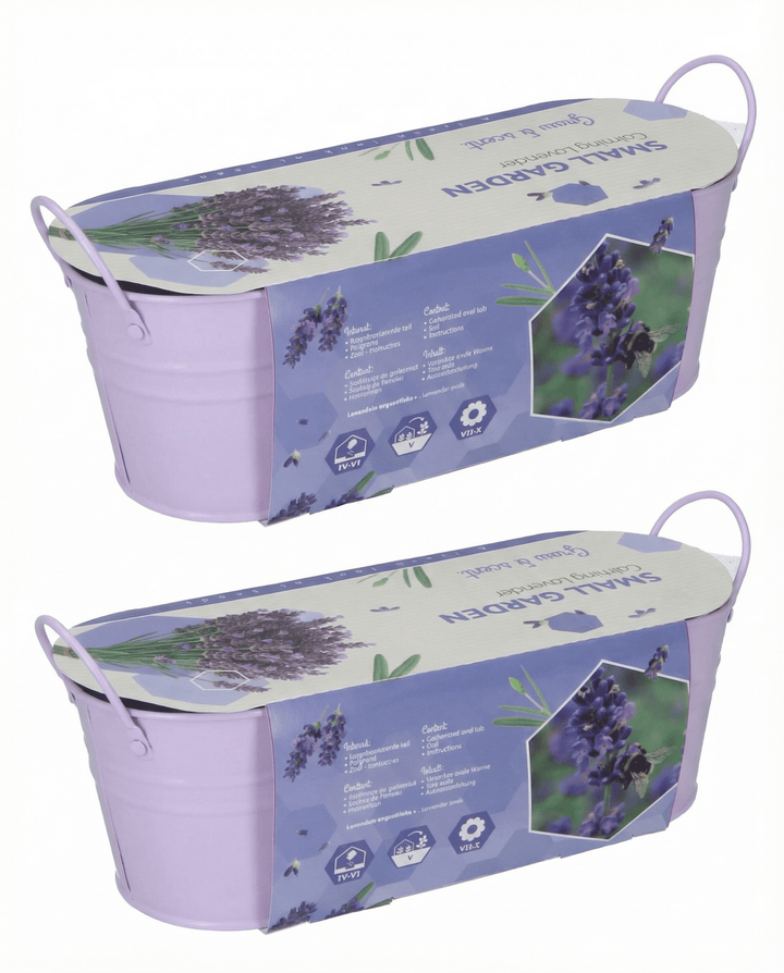 Semi di lavanda (Lavandula angustifolia) – kit di coltivazione perenne