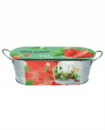 Fragaria ananassa – fragola pensile coltivata da seme