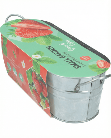 Semi di fragola da frutto da appendere (Fragaria ananassa) – perenne