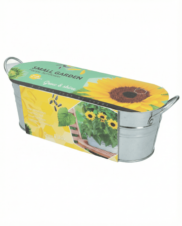Semi Dwarf Sunflower Low Growing (Helianthus annuus) – fiore