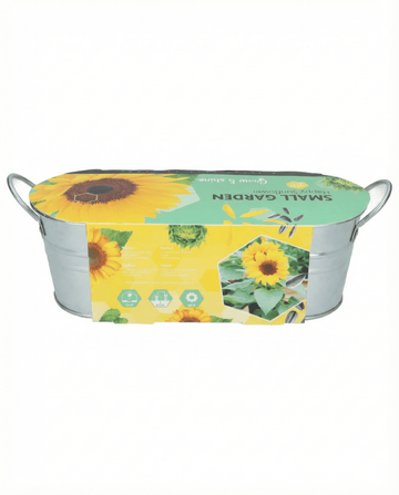 Dwarf Sunflower Low Growing (Helianthus annuus) – semi di fiori da SeedsChoice