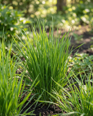 Semi di erba per gatti orzo (Hordeum vulgare) – kit di coltivazione