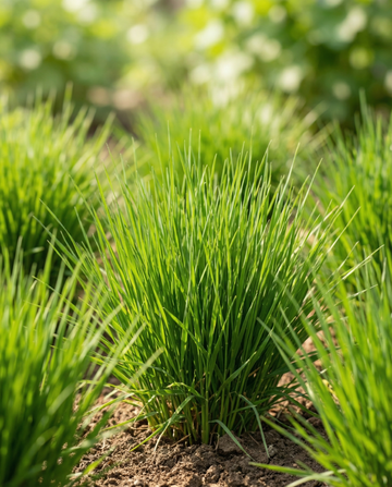 Erba per gatti orzo (Hordeum vulgare) – semi con kit di coltivazione da SeedsChoice