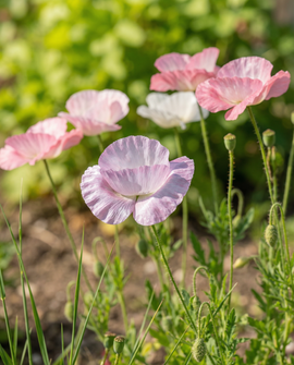 Poppy Seeds Mother Of Pearl Papaver Rhoeas Annual