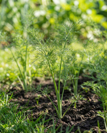 Dischetti di aneto Pads 4 Pack (Anethum graveolens) – dischetti di semi annuali da SeedsChoice