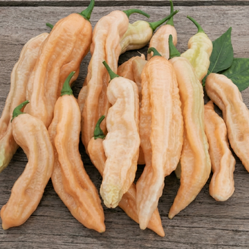 Semi di peperoncino Dorset Pink (Capsicum chinense) – ortaggio annuale
