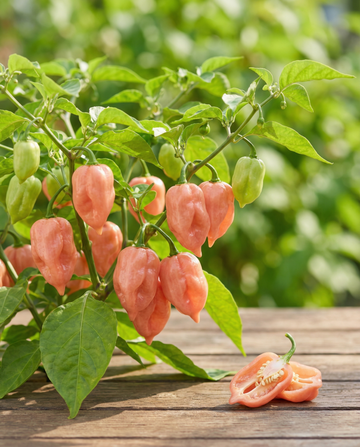Semi di Peperone Habanero Rosa (Capsicum chinense) – ortaggio annuale