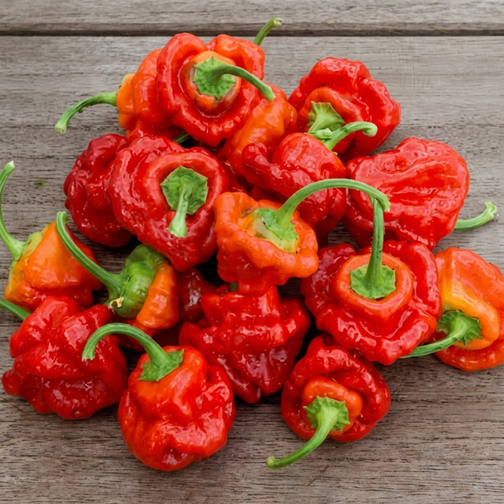 Semi di peperone Scotch Bonnet rosso (Capsicum chinense) – ortaggio annuale