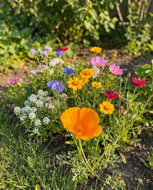 For Bees Low Mix 15m2 Full Sun – semi di fiori annuali da SeedsChoice