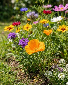 Semi Friendly Flowers per farfalle Mix di fiori annuali 15g