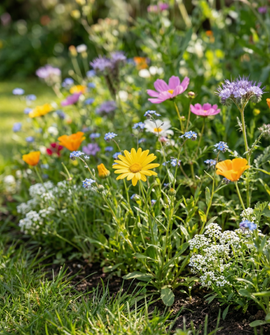 Semi di fiori per le api mix annuale a crescita bassa copertura 50 m²