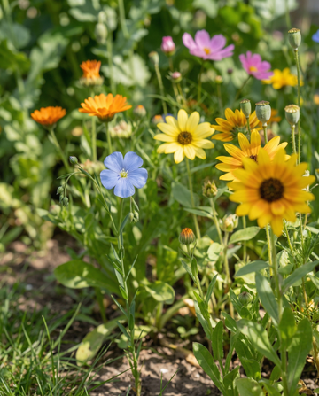 For Birds Mix 50m2 Coverage – semi di fiori annuali da SeedsChoice
