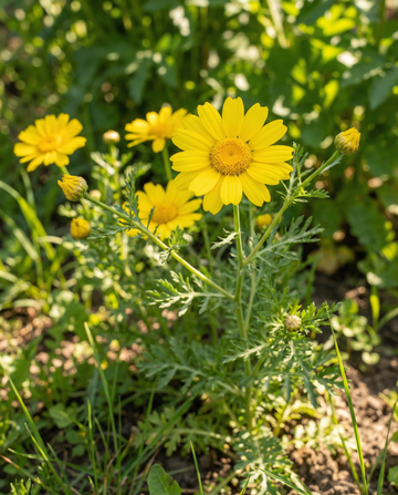 Semi di crisantemo dei campi (Chrysanthemum segetum) – fiore annuale
