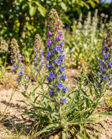 Viperina Mix (Echium vulgare) – semi di fiore biennale da SeedsChoice
