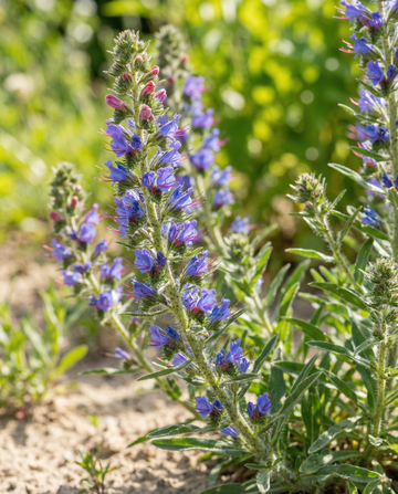 Semi di viperina Mix (Echium vulgare) – fiore biennale