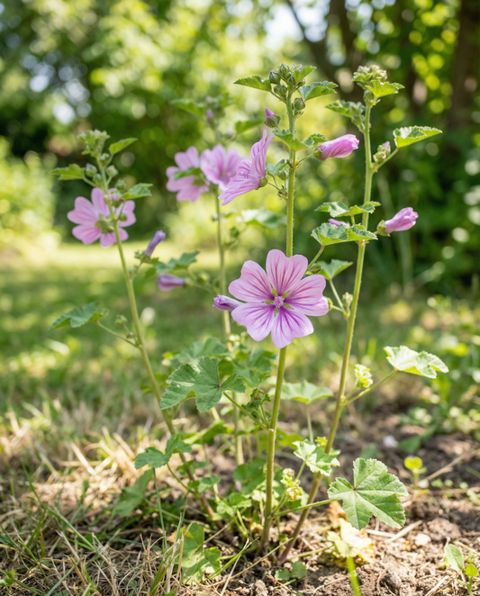 Malva Mix (Malva sylvestris) – semi di fiore biennale da SeedsChoice