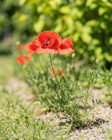 Mix di papavero comune (Papaver rhoeas) – semi di fiore annuale da SeedsChoice