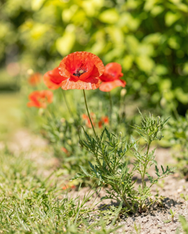Semi di papavero comune Papaver rhoeas mix di fiori annuali