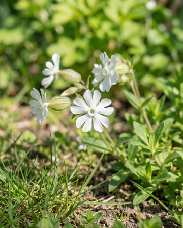 Silene bianca (Silene latifolia) – semi di fiore perenne da SeedsChoice