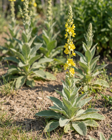 Semi di verbasco maggiore (Verbascum thapsus) – fiore biennale