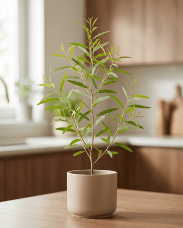 Semi di eucalipto limone (Eucalyptus citriodora) – erba perenne