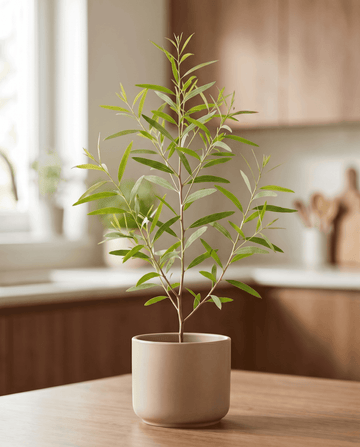Semi di eucalipto limone (Eucalyptus citriodora) – erba perenne di SeedsChoice